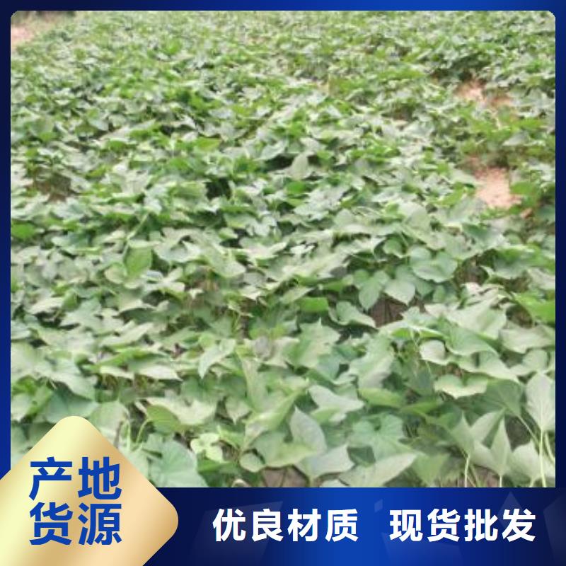 【紫薯苗,羽衣甘蓝粉值得信赖】一站式采购