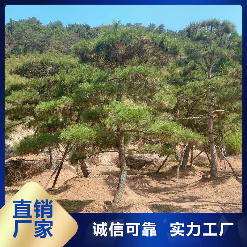 【造型松】古桩源头厂家量大价优出货及时