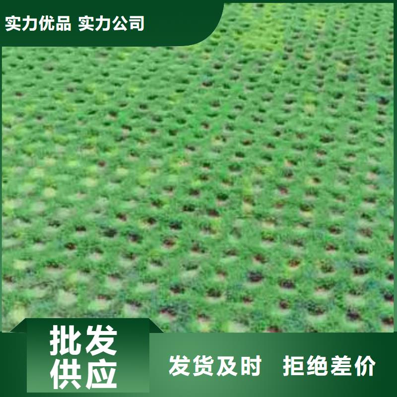 植草格土工格室供应商支持定制