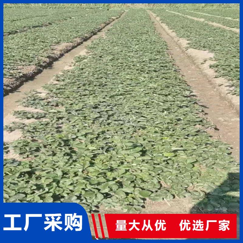 【草莓苗】桃树苗好品质选我们厂家直销直供