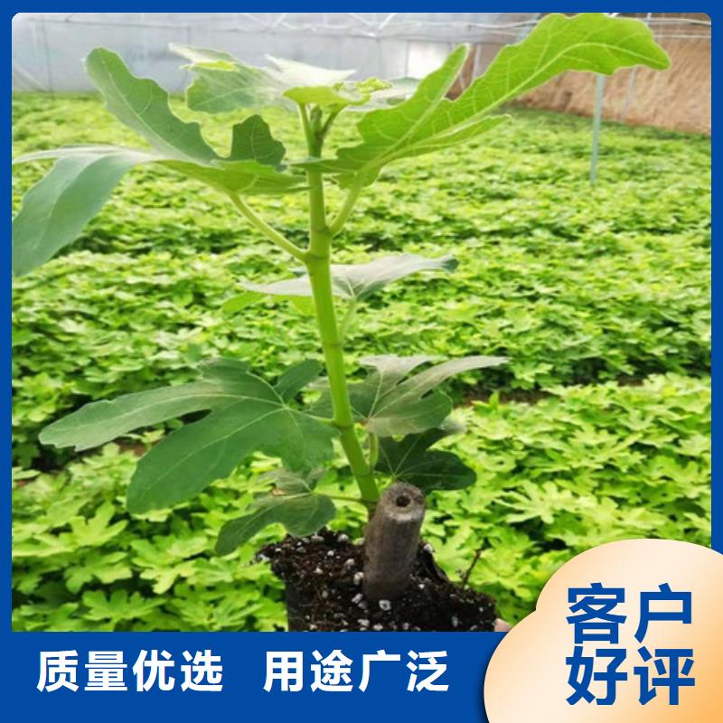 无花果草莓苗质检合格出厂同城厂家