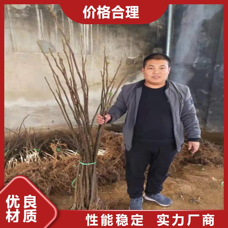 无花果_草莓苗工厂认证免费获取报价