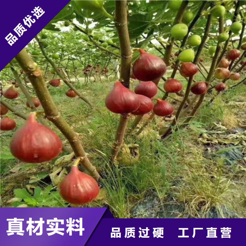 无花果棠梨苗正规厂家可接急单