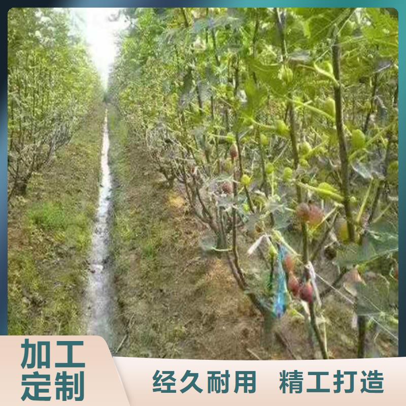 无花果-【蓝莓苗】产地直销同城品牌