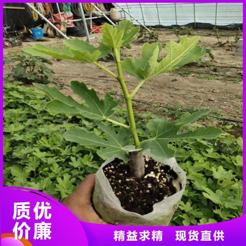 无花果大棚草莓苗多种款式可随心选择优质材料厂家直销