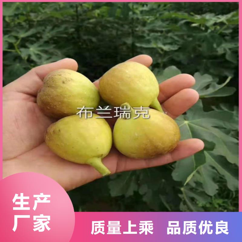 无花果薄壳板栗苗价格合理质量三包