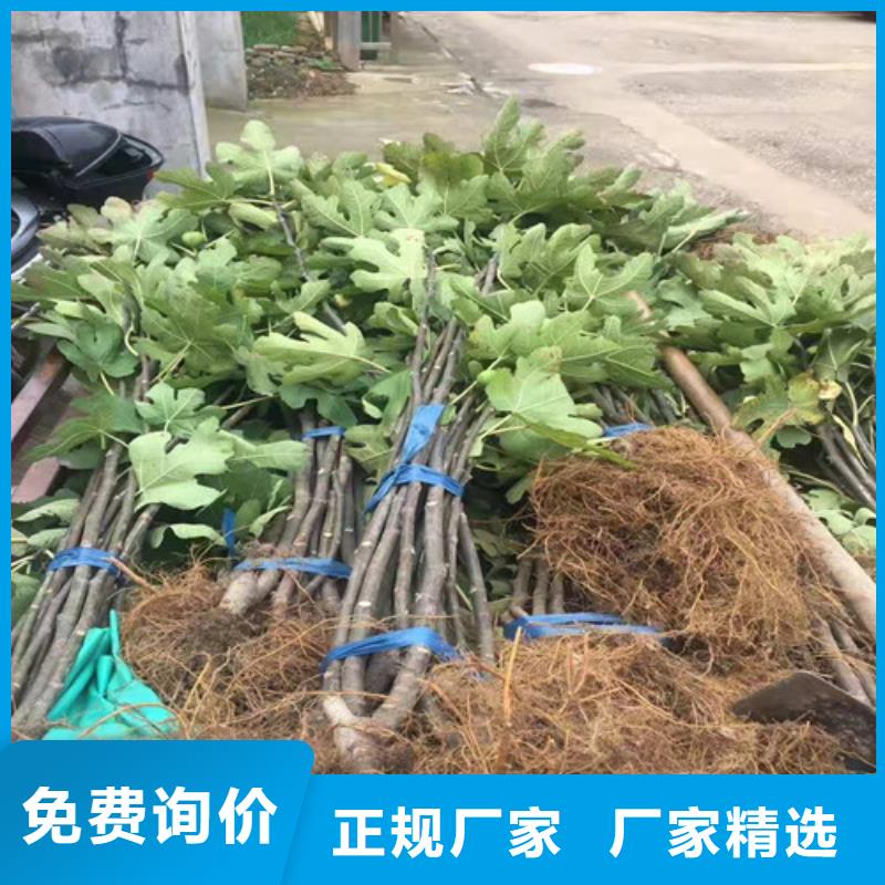 无花果蟠桃苗支持拿样细节严格凸显品质