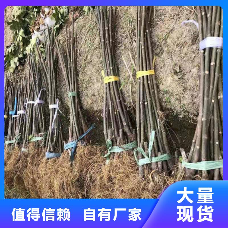 【无花果樱桃苗拒绝中间商】本地货源