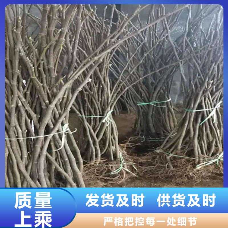 【无花果_黄金蜜桃苗好产品放心购】工艺成熟