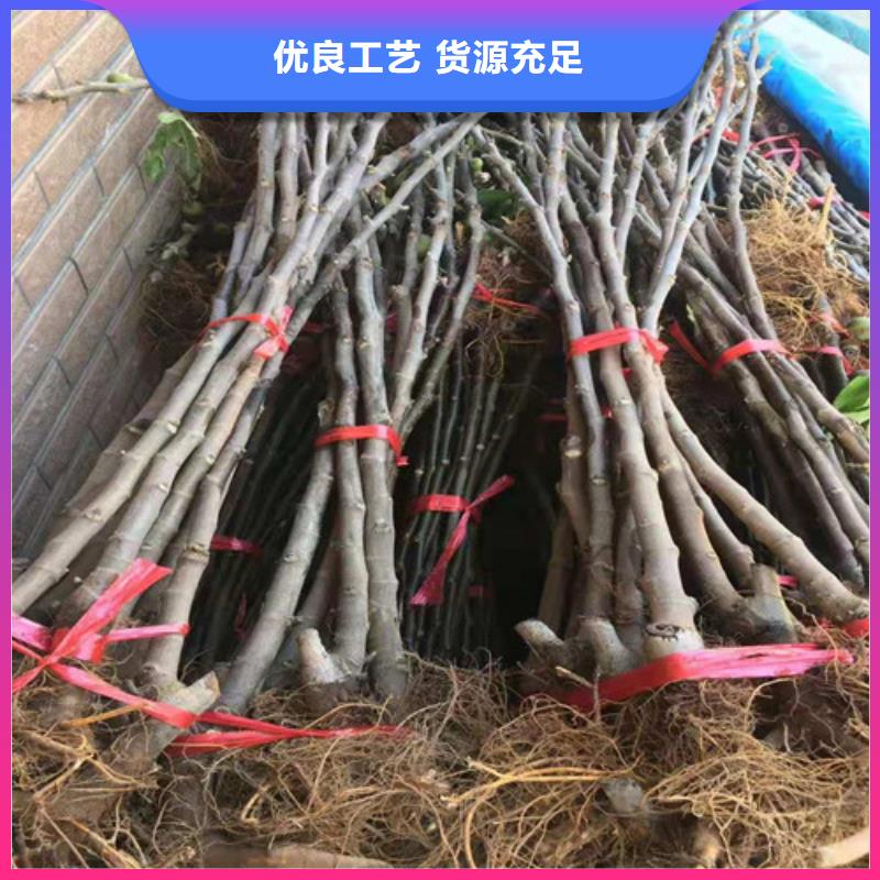 无花果大棚草莓苗自主研发大厂生产品质