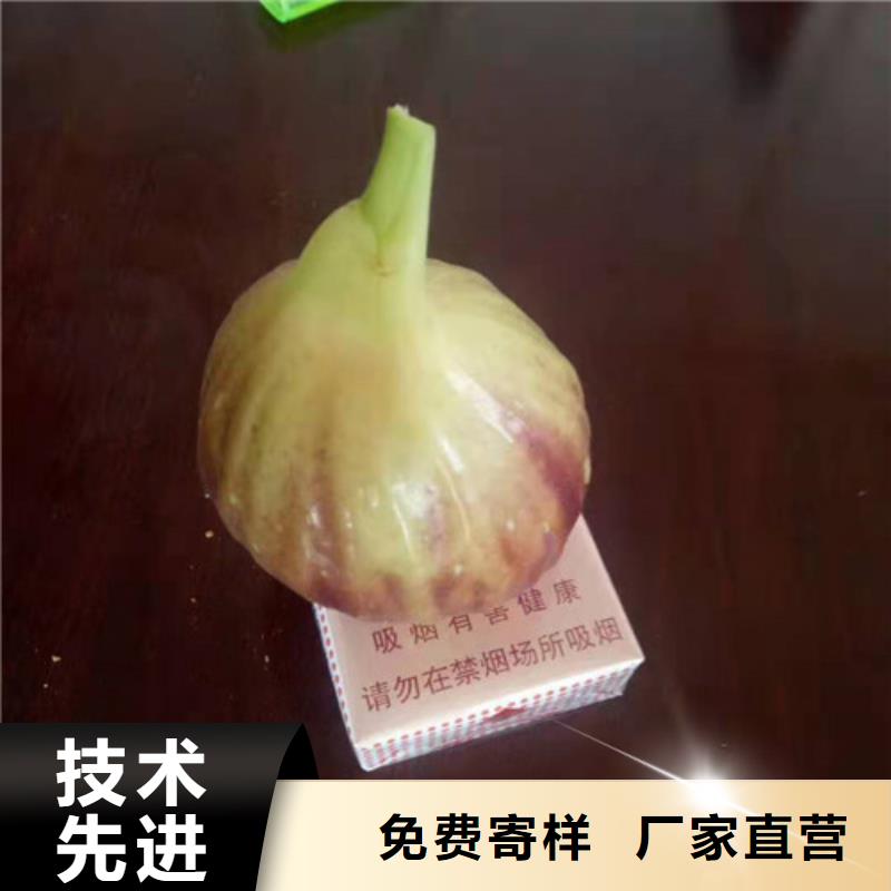 无花果樱桃树苗随心所欲定制按需定制