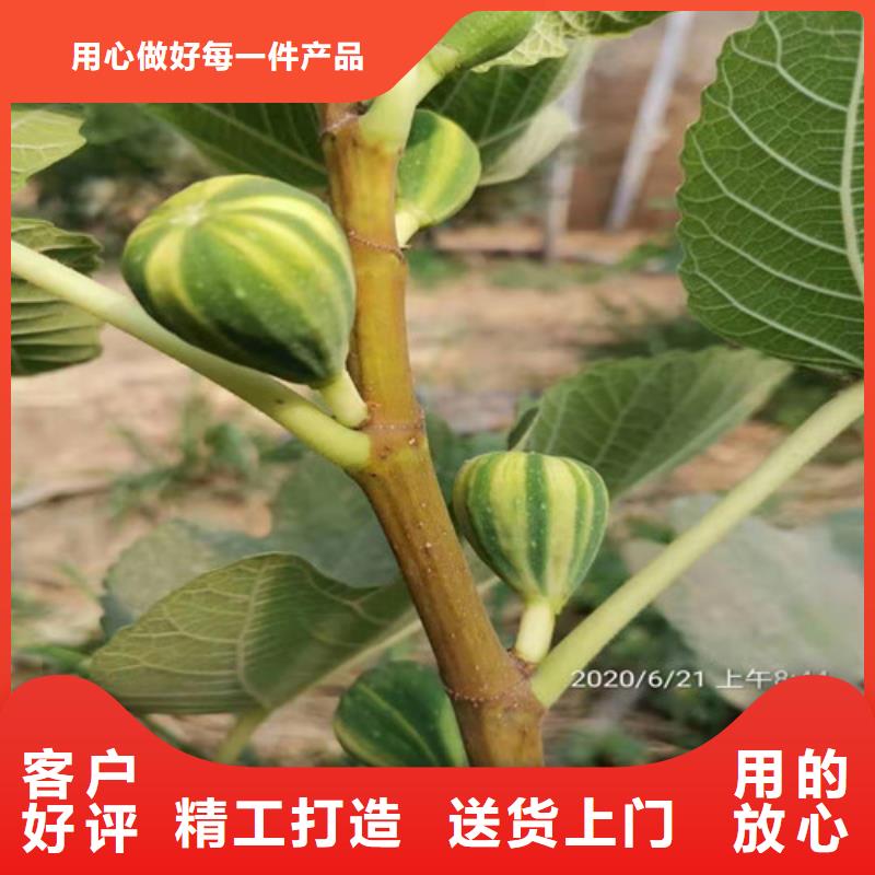 无花果大棚草莓苗敢与同行比价格附近供应商