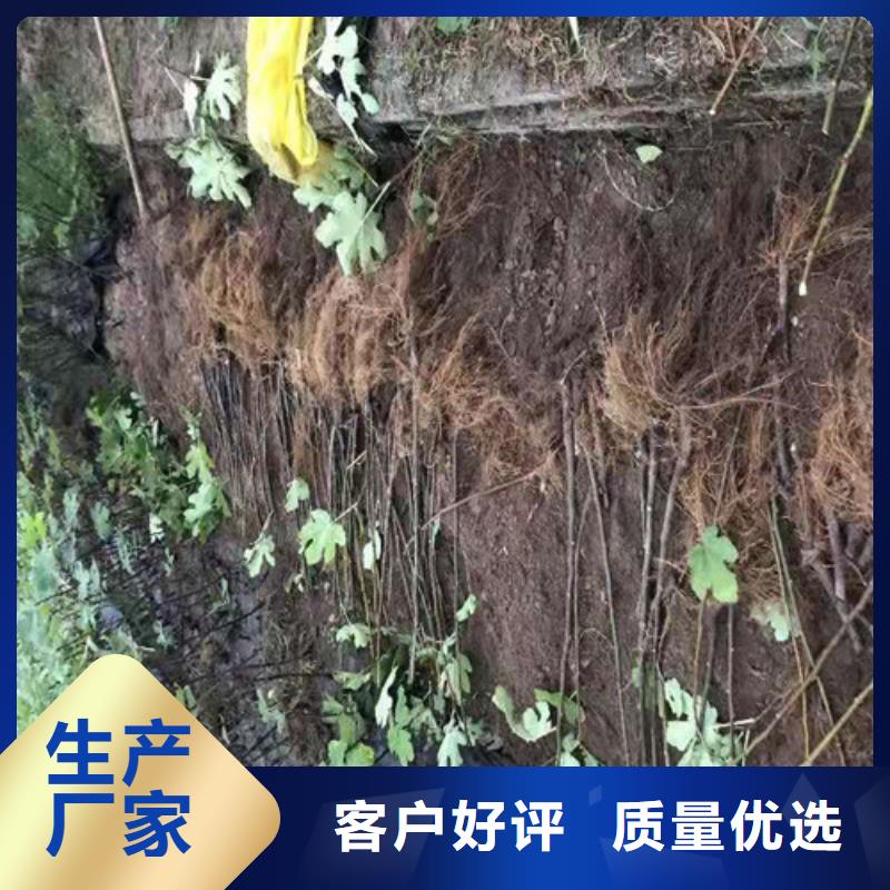 【无花果-樱桃树苗源头工厂】对质量负责