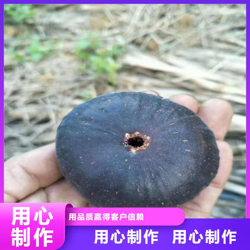 【无花果-樱桃树苗用途广泛】客户信赖的厂家