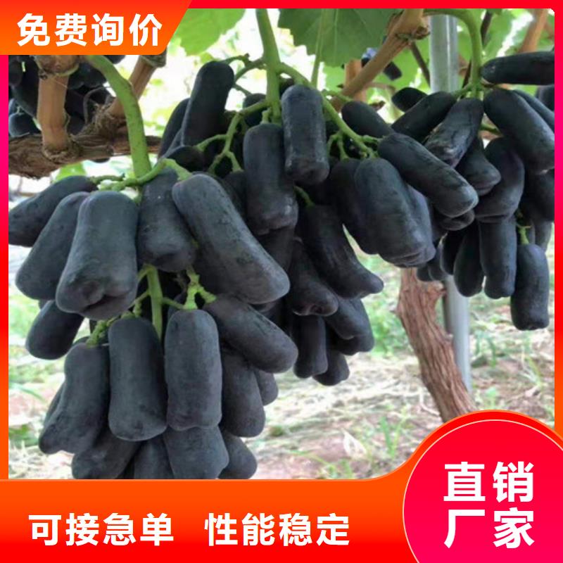 葡萄大棚草莓苗大库存无缺货危机厂家质量过硬