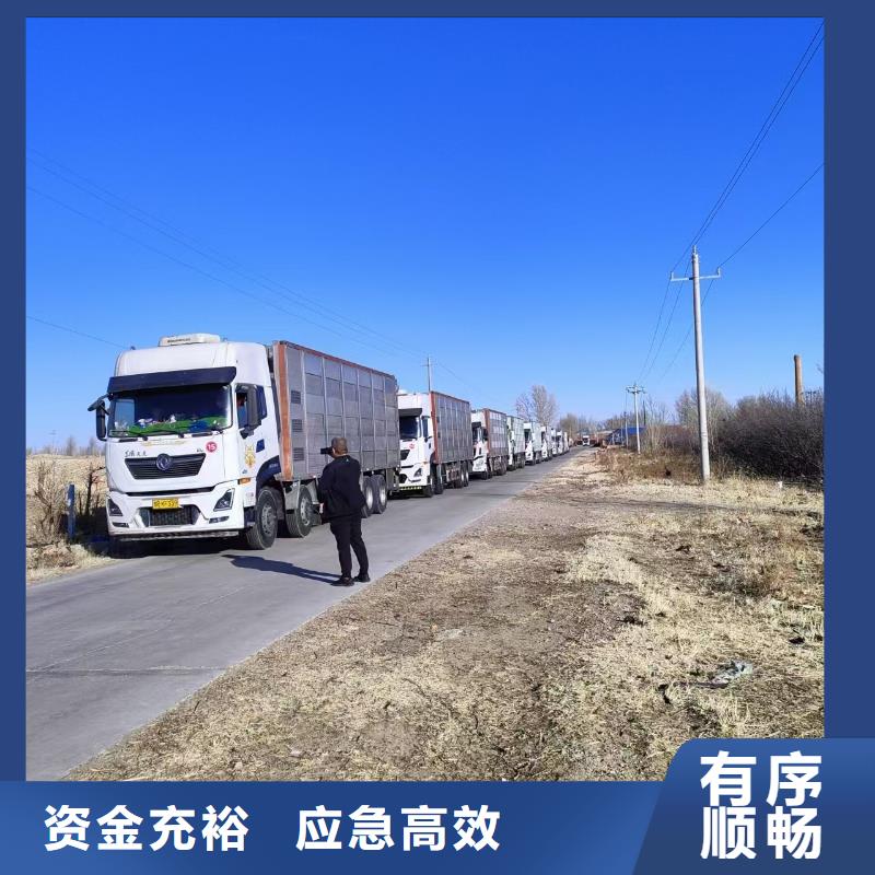 宿迁市沭阳到仔猪空调车运输稳妥可靠实力才是硬道理