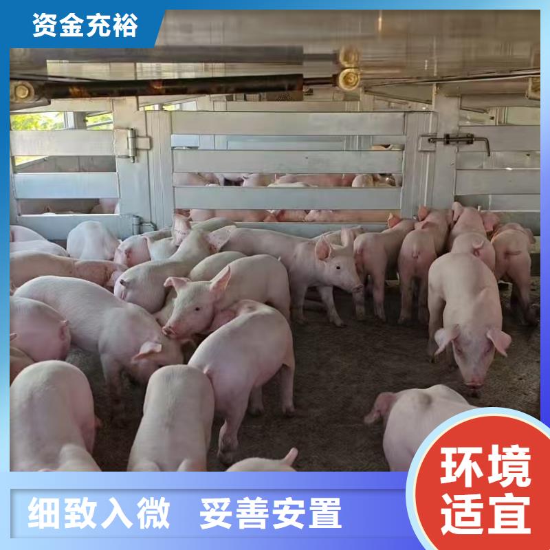宿迁市沭阳到高栏车肥猪运输贴心服务当地货源