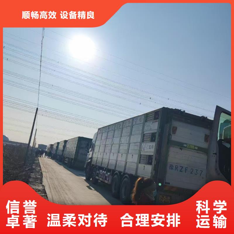 宿迁市到种猪运输合理支持定制批发