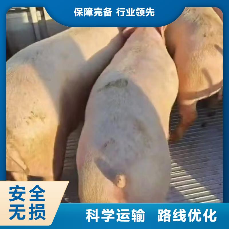 宿迁市泗阳到原料运输有序顺畅厂家直销
