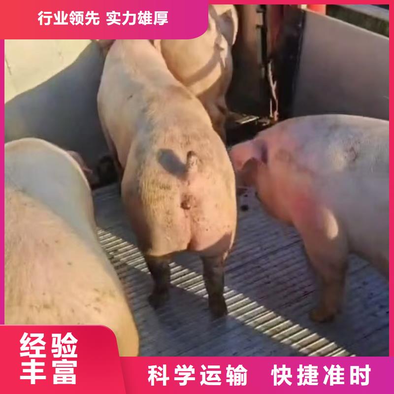 濮阳到种猪空调车运输平稳畅销本地