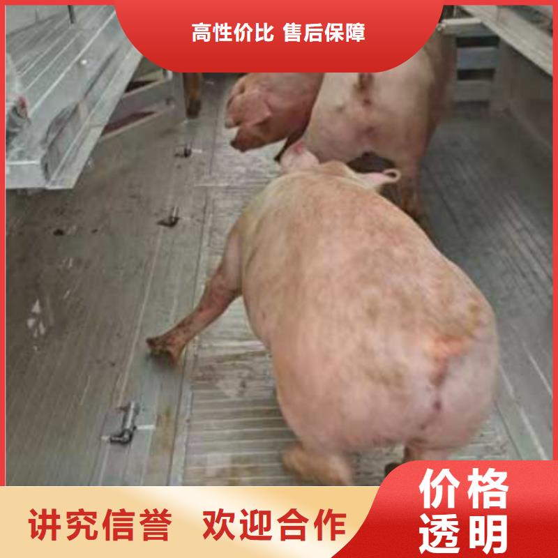 泗阳到浙江生猪运输