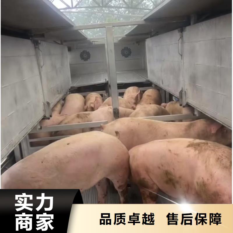 天宁到广东猪牛羊运输空调车