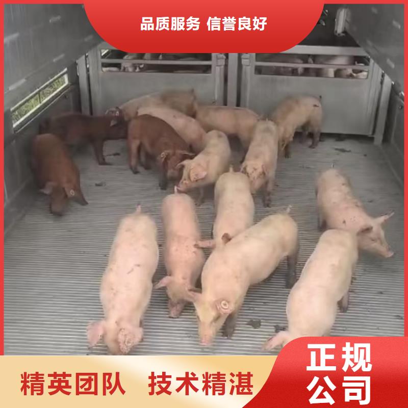 昆山到信阳生猪运输恒温车透明