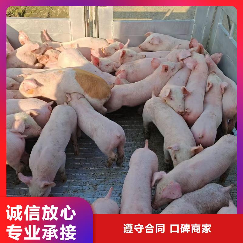 淮安到农牧运输-恒温车全程呵护同城制造商