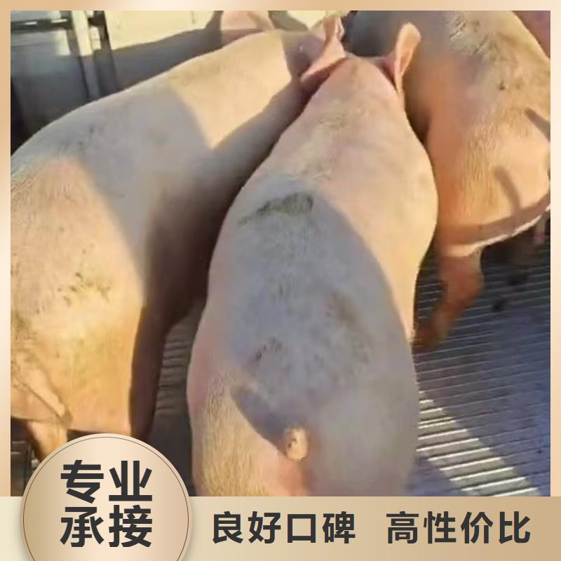 淮安至羊运输专用车有序顺畅采购