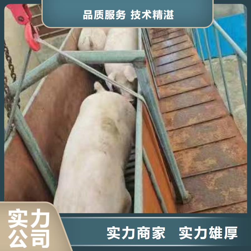 威海到生猪运输空调车经验丰富一手价格