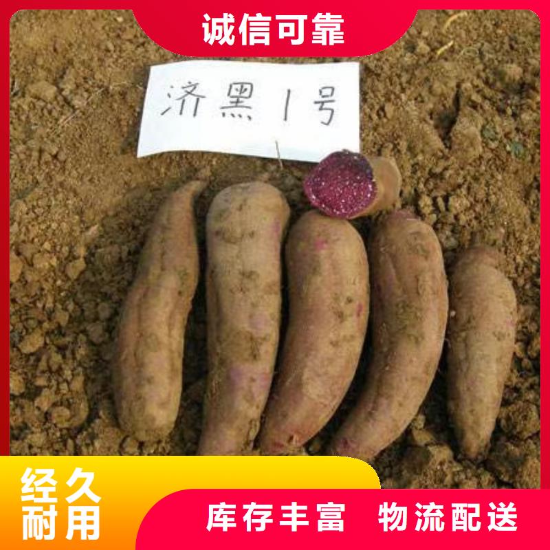 紫薯苗【紫薯粉】品质有保障售后无忧
