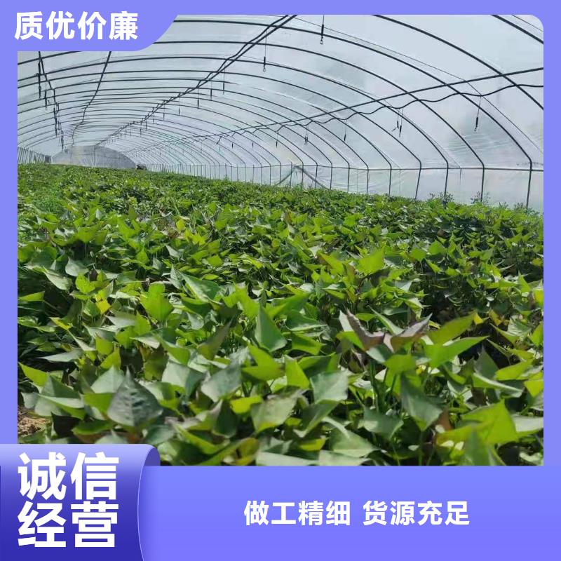 紫薯苗羽衣甘蓝粉实体厂家本地品牌