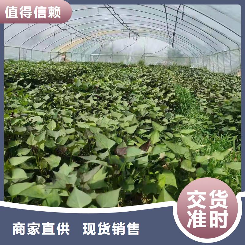 紫薯苗羽衣甘蓝粉专业品质产地直供