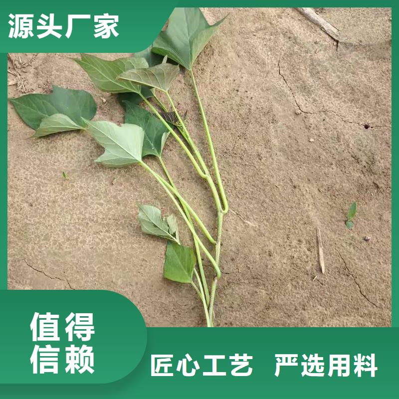 紫薯苗紫薯雪花片自产自销专业生产厂家