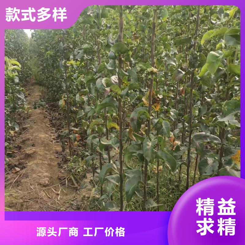 梨玉露香梨树苗加工定制好品质经得住考验