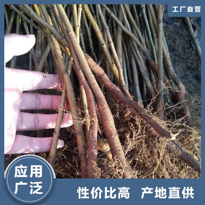 【杜梨梨树苗基地客户好评】附近生产厂家