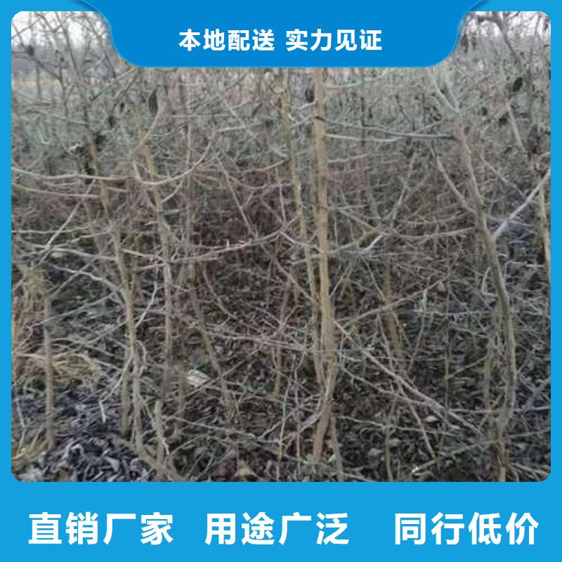 【杜梨-梨树苗基地欢迎来厂考察】当地供应商