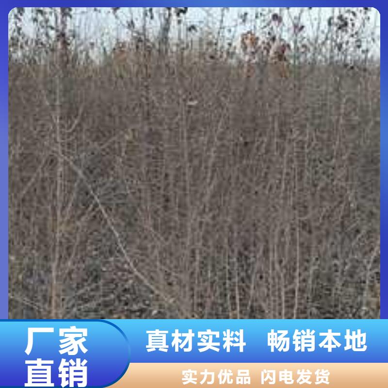 杜梨梨树苗基地合作共赢厂家直销供货稳定