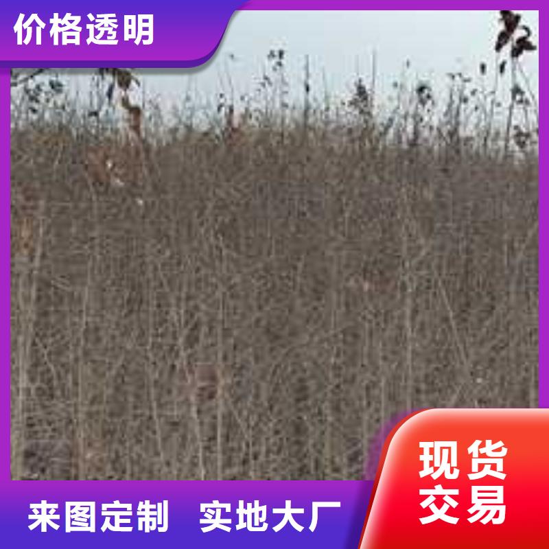 杜梨杜梨苗批发货源本地品牌