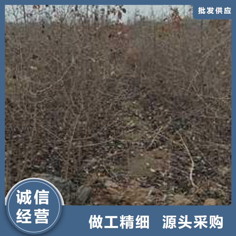 【杜梨】山桃苗定制批发当地制造商