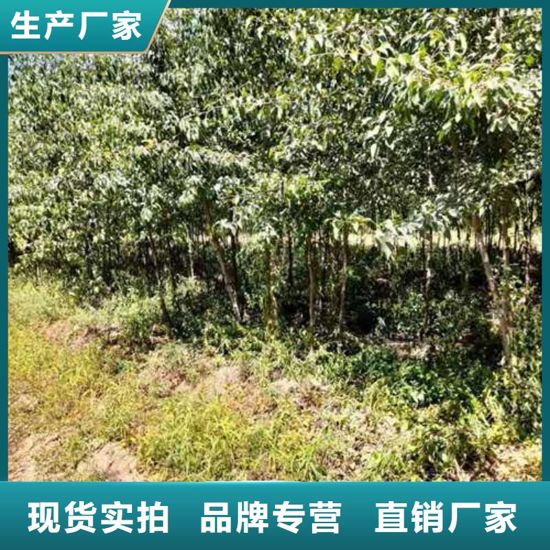 【杜梨】_奥红全红梨树苗追求品质适用场景