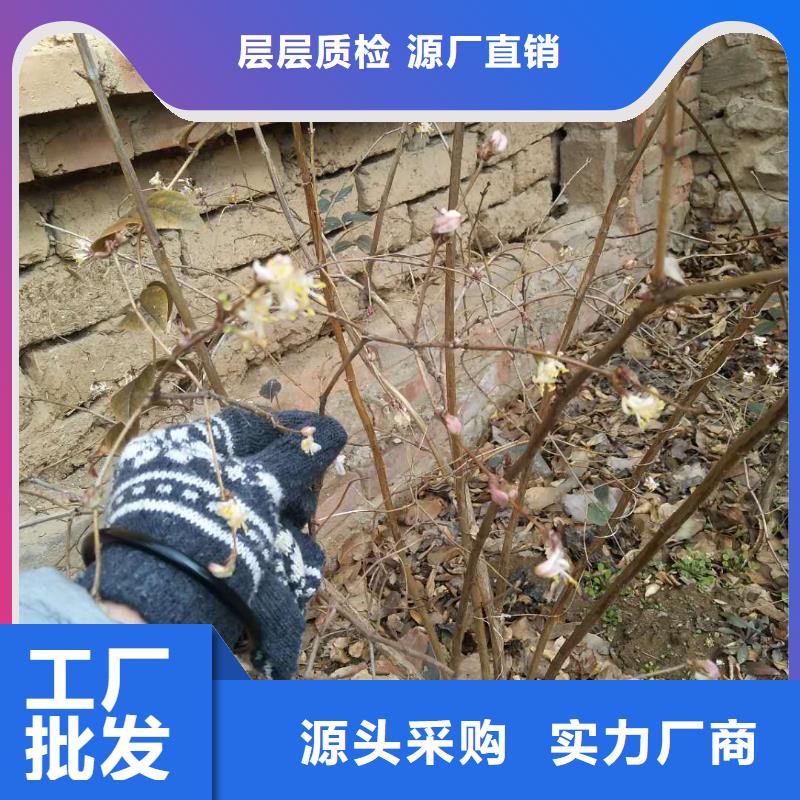 杈杷果樱桃苗来图加工定制您想要的我们都有