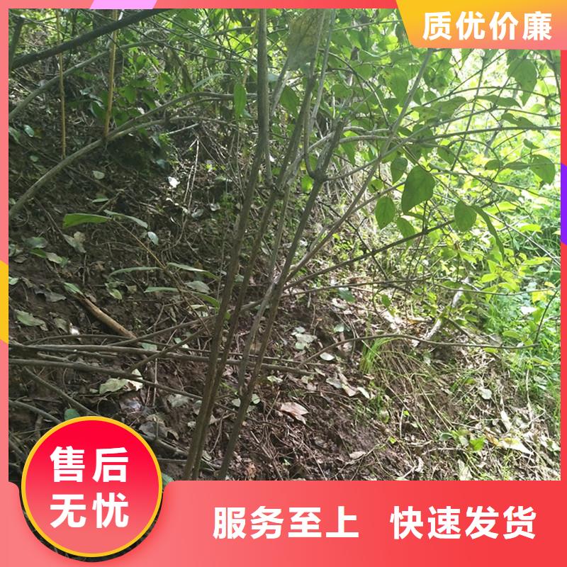 【杈杷果蓝莓苗精工细致打造】源厂供货