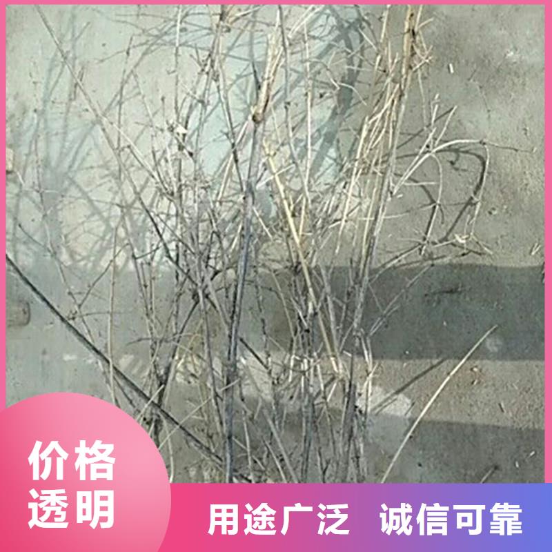 【杈杷果-苹果苗行业优选】品类齐全