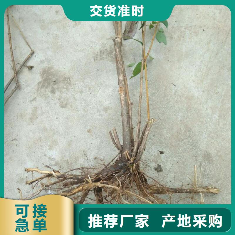 杈杷果樱桃苗厂家售后完善支持非标定制