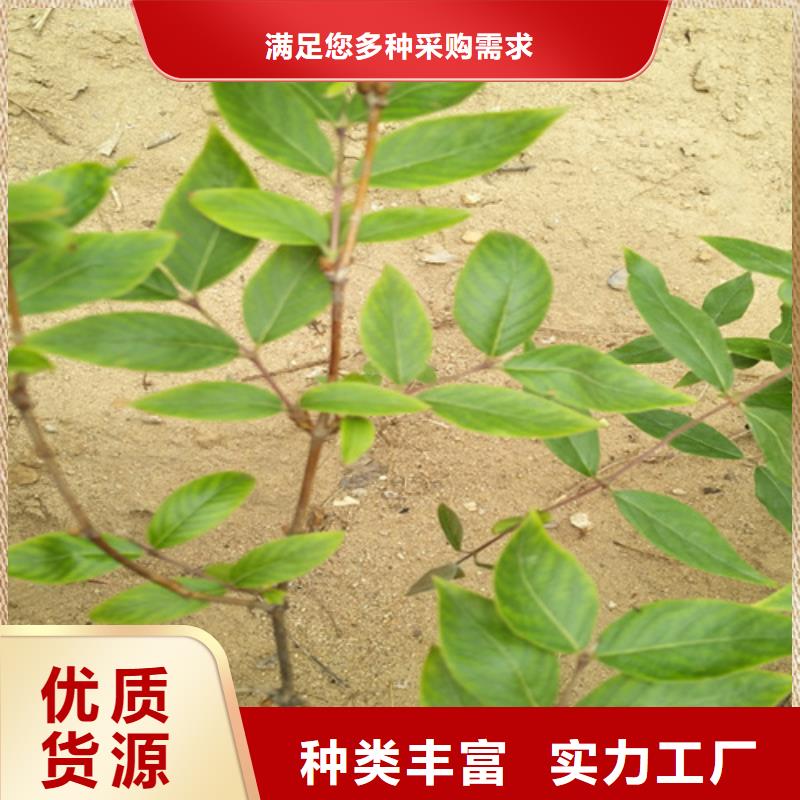 杈杷果【苹果苗】精工细致打造严选用料