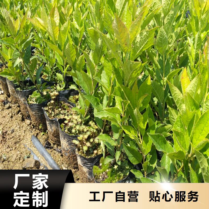 北美冬青苹果苗满足多种行业需求好产品不怕比