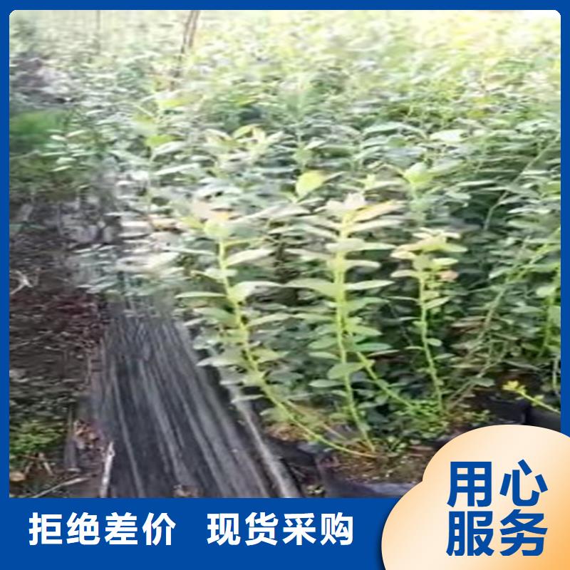 蓝莓苗樱桃苗厂家直销省心省钱当地厂家