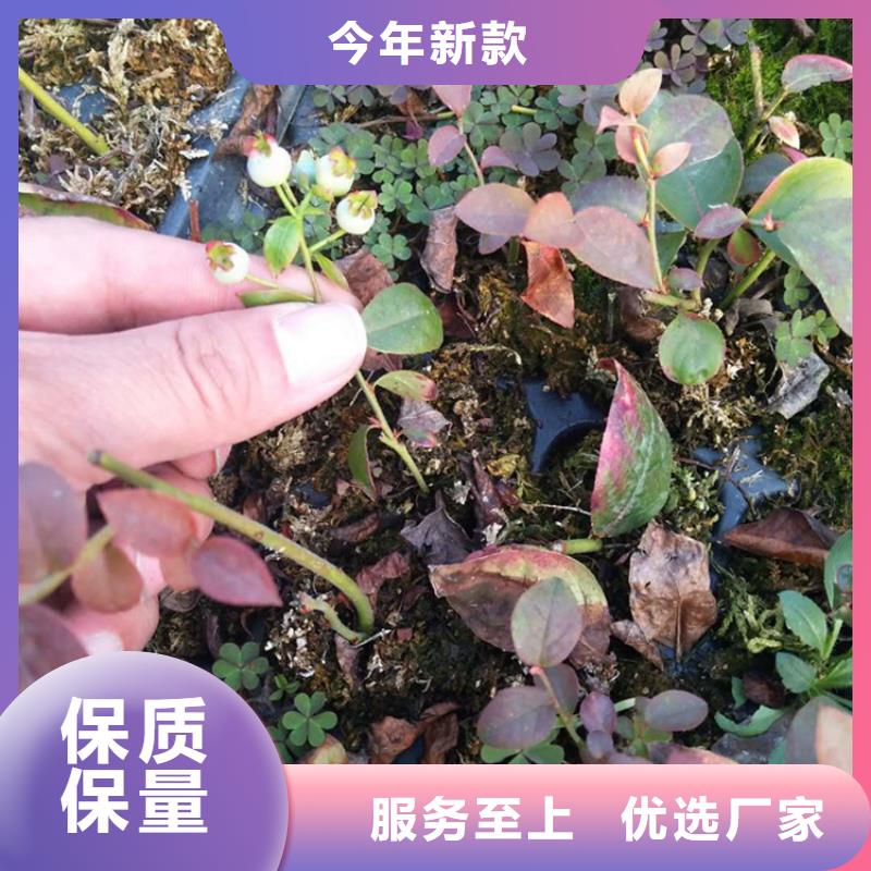 蓝莓苗【蓝莓苗】重信誉厂家现货充足