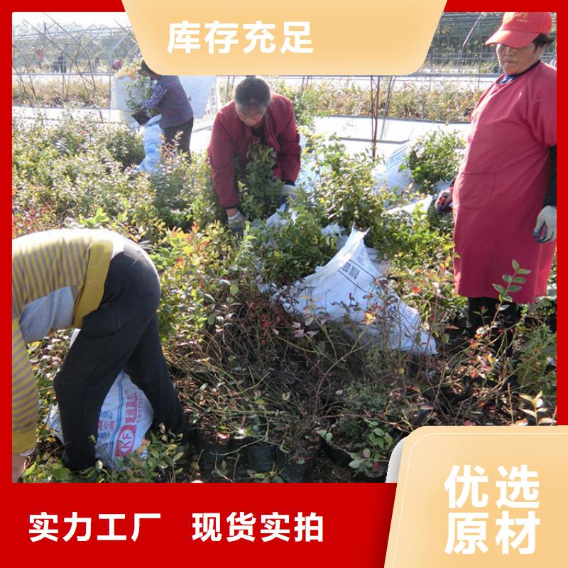 蓝莓苗【西瓜苗】长期供应每个细节都严格把关